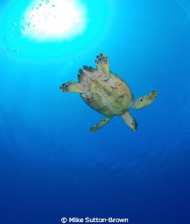 Hawksbill Turtle, Grand Cayman by Mike Sutton-Brown 